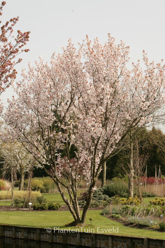 Prunus avium ‚Landscape Bloom‘