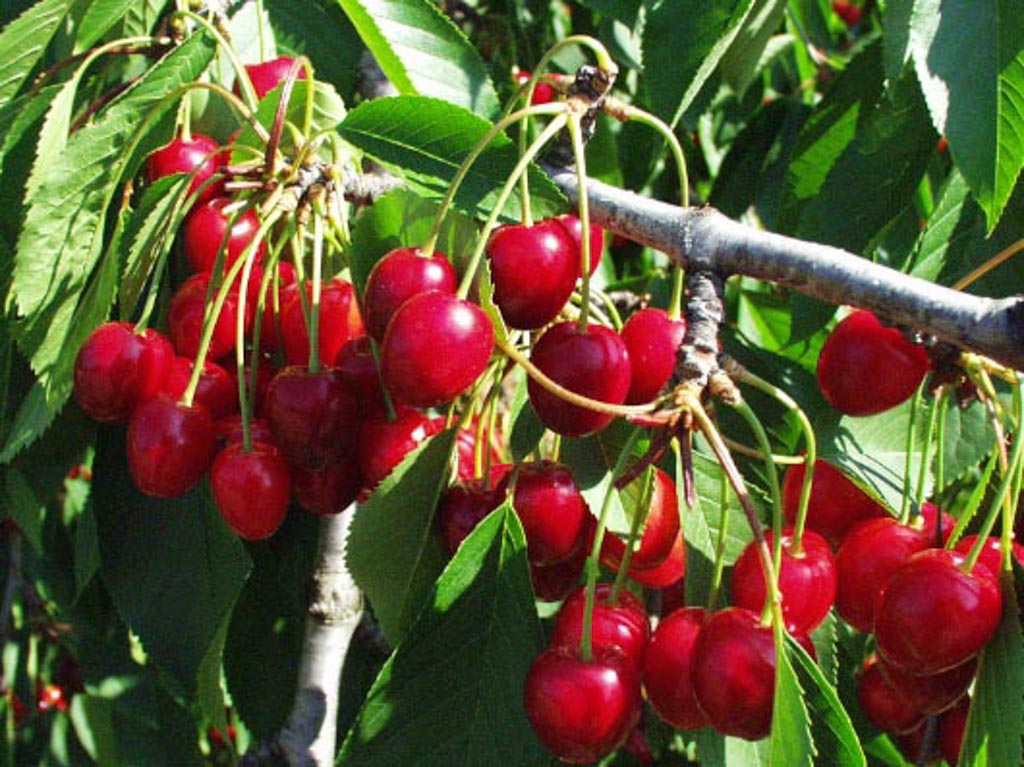 Prunus avium ‚Lapins‘