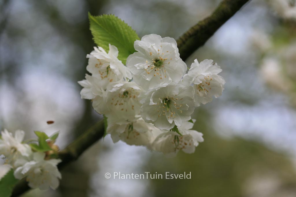 Prunus avium ‚Plena‘