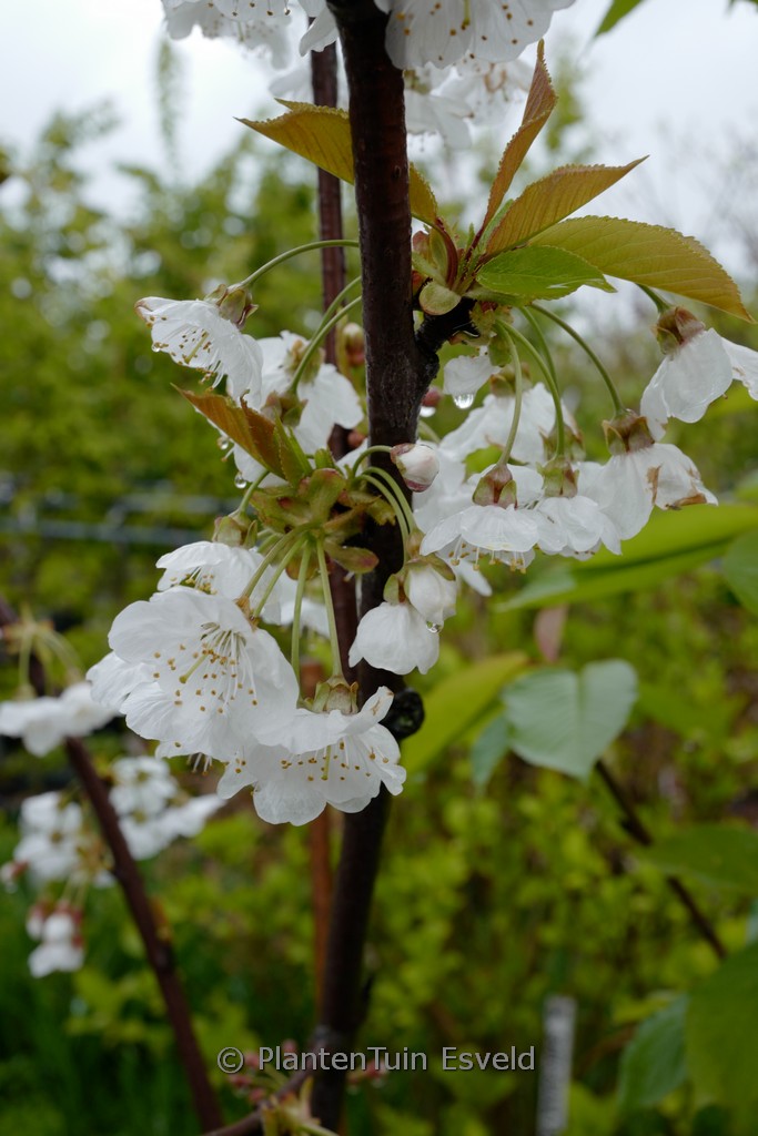 Prunus avium ‚Regina‘