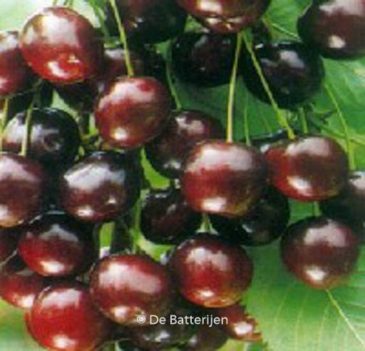 Prunus avium ‚Summit‘