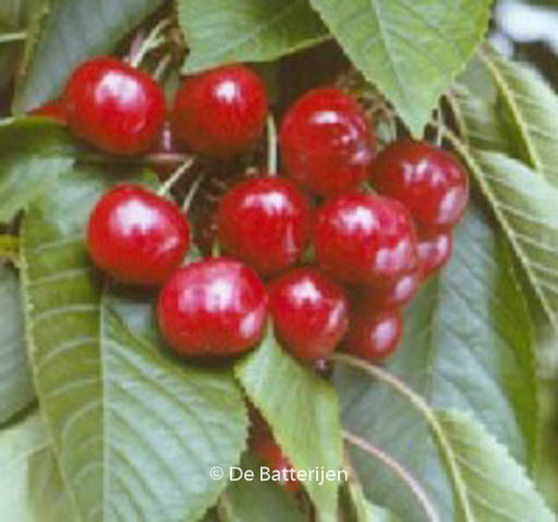 Prunus avium ‚Van‘