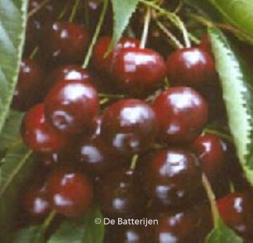 Prunus avium ‚Varikse Zwarte‘