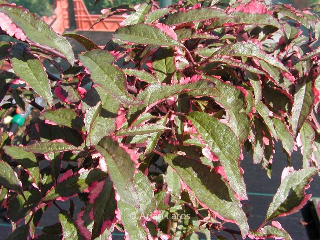 Prunus cerasifera ‚Hessei‘