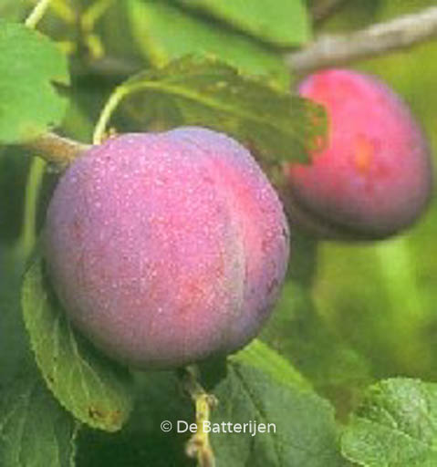 Prunus domestica ‚Avalon‘