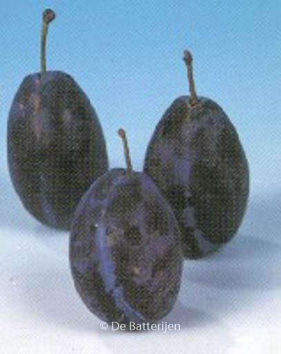 Prunus domestica ‚Hauszwetsche‘