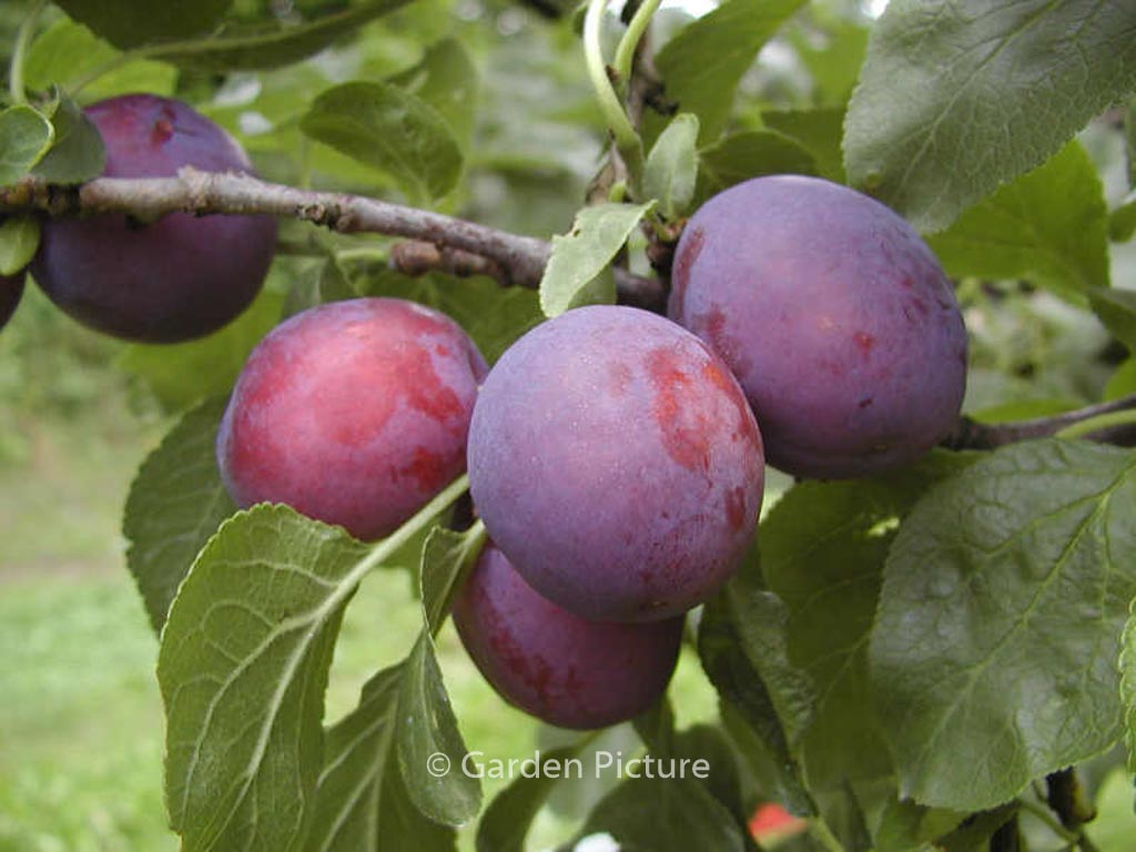 Prunus domestica ‚Herman‘