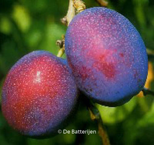 Prunus domestica ‚Jubileum‘