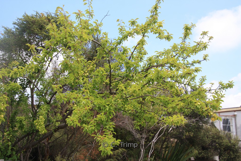 Prunus domestica ‚Mirabelle de Nancy‘