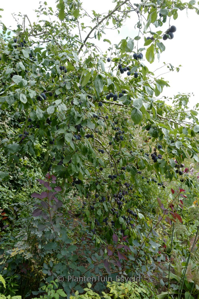 Prunus domestica ‚Opal‘