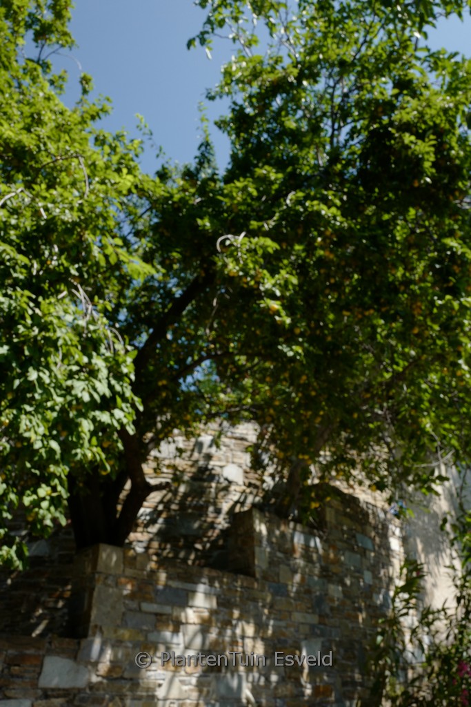 Prunus domestica ‚Reine Claude d’Oullins‘