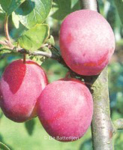 Prunus domestica ‚Victoria‘