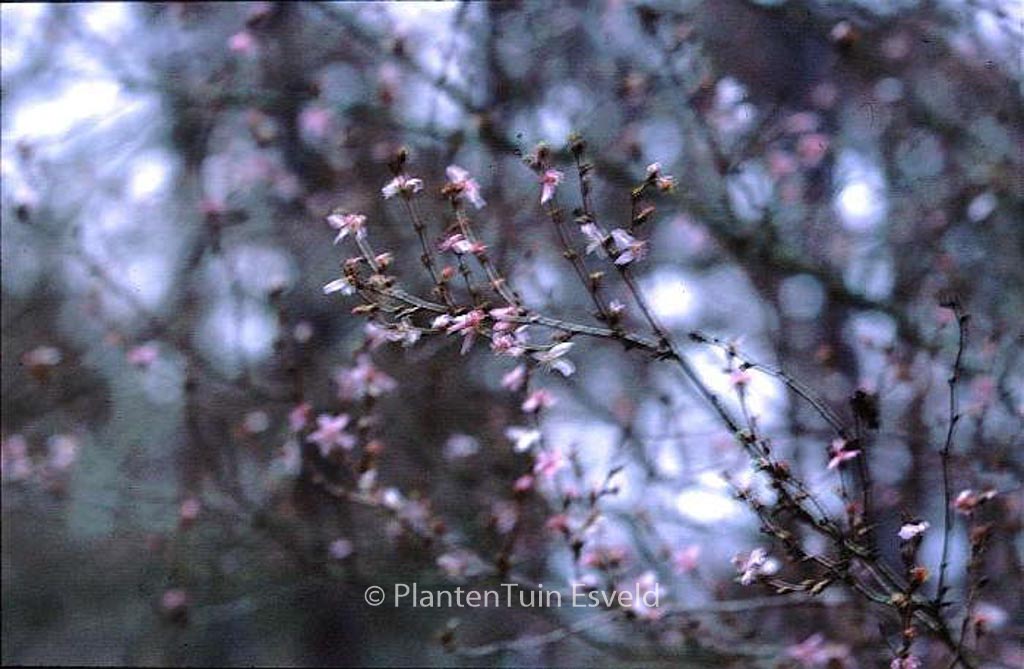 Prunus incisa ‚February Pink‘