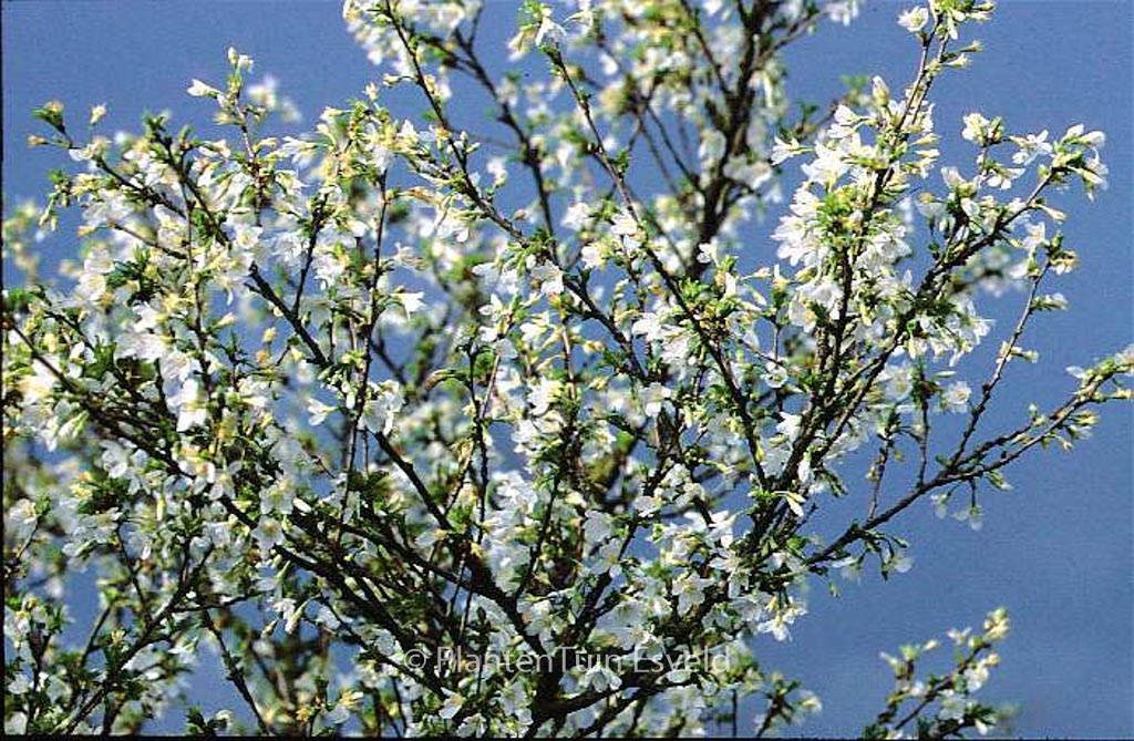 Prunus incisa ‚Fujiyama‘