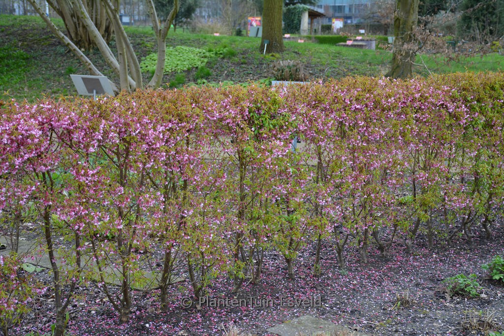 Prunus incisa ‚Paean‘