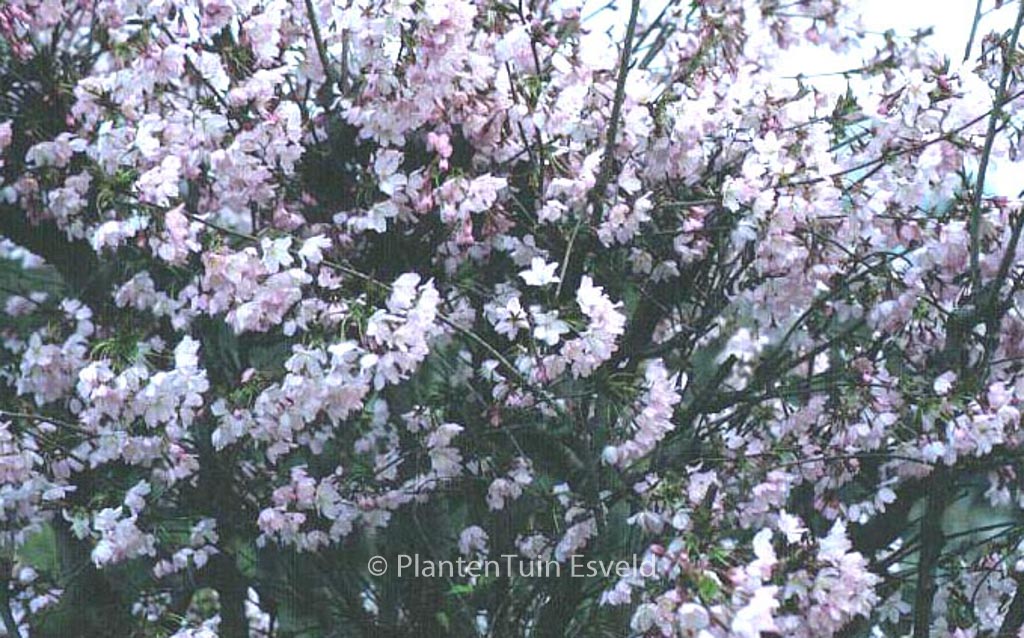 Prunus kurilensis ‚Ruby‘