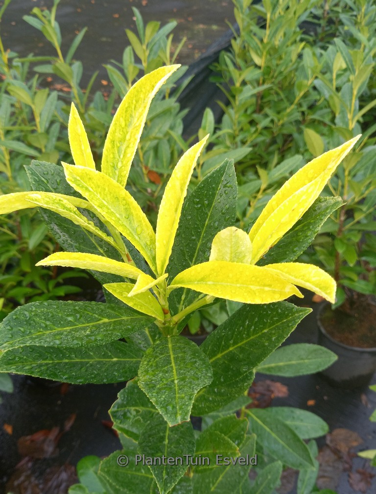 Prunus lauroceasus ‚Goris11‘ (GORIS GOLD)