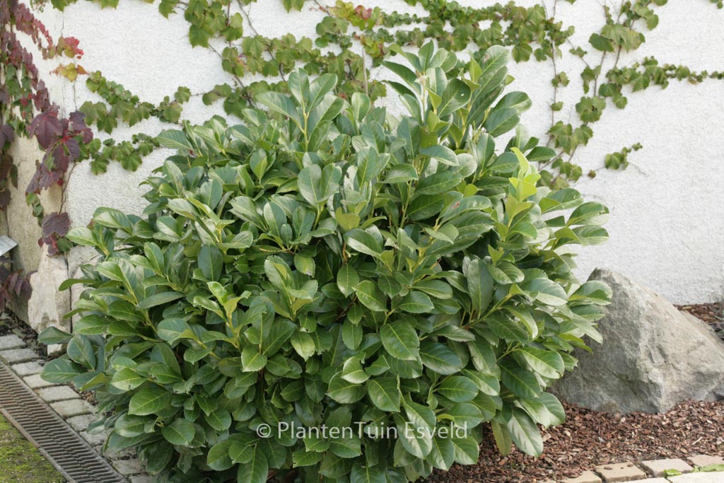 Prunus laurocerasus ‚Anbri‘ (ETNA)