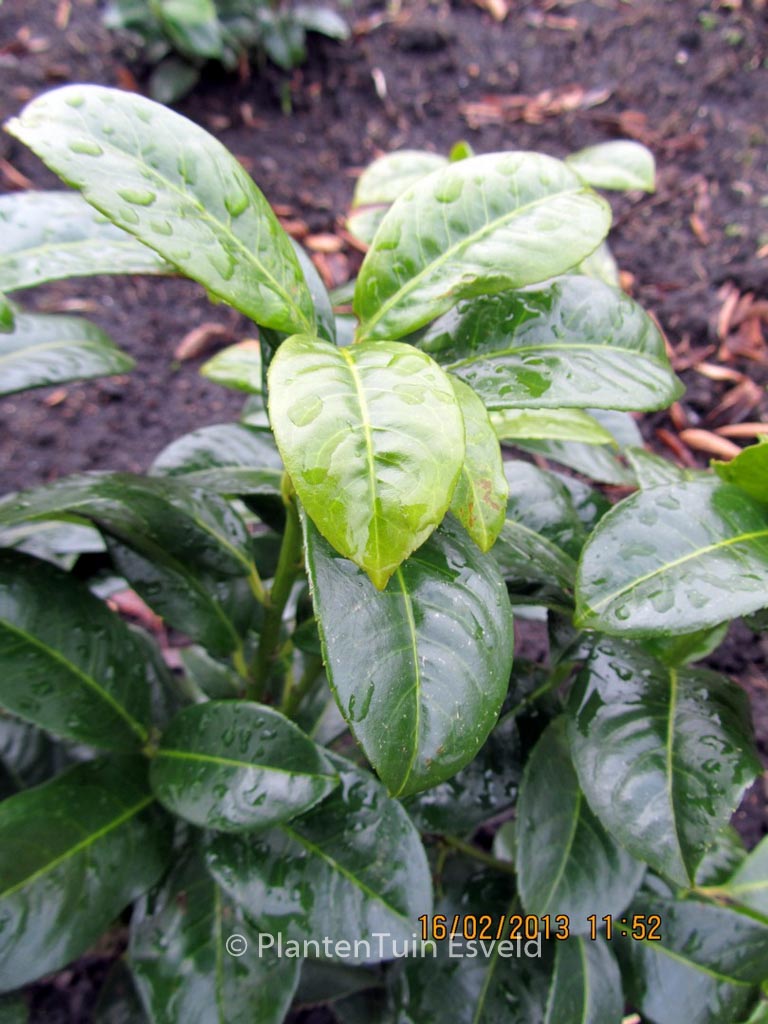 Prunus laurocerasus ‚Ani‘