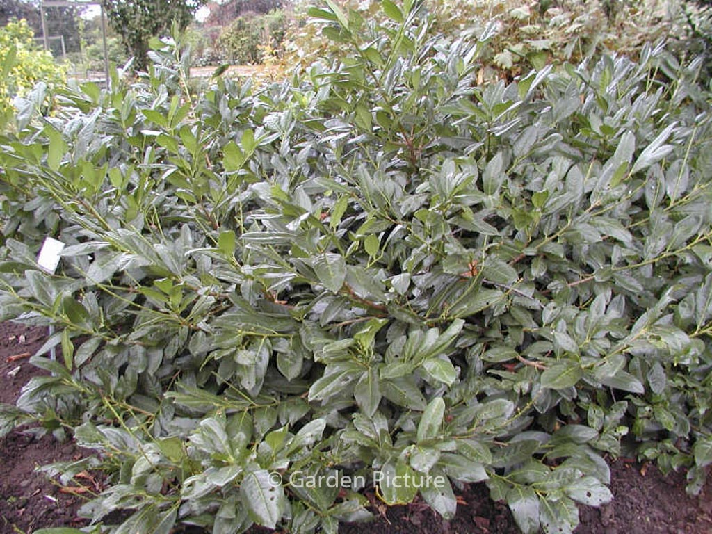 Prunus laurocerasus ‚Cherry Brandy‘