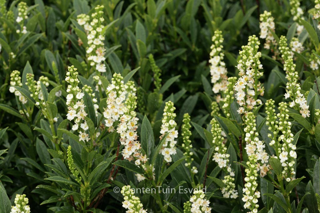 Prunus laurocerasus ‚Gajo‘