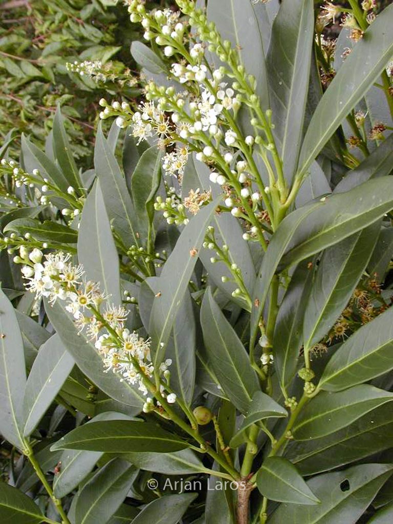 Prunus laurocerasus ‚Herbergii‘