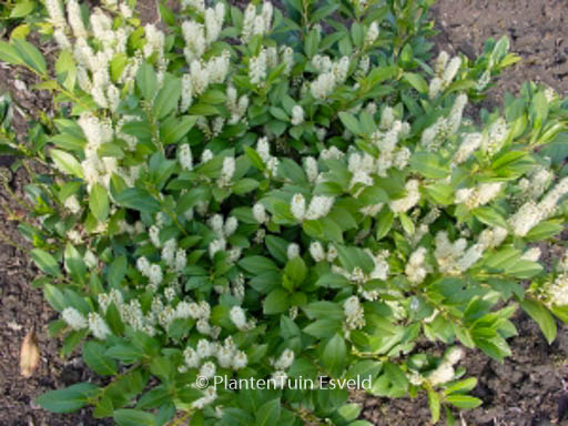 Prunus laurocerasus ‚Mano‘