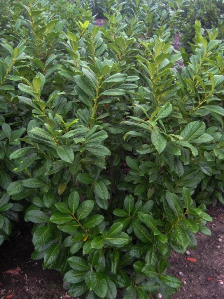 Prunus laurocerasus ‚Novita‘