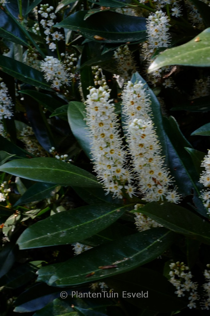 Prunus laurocerasus ‚Otto Luyken‘