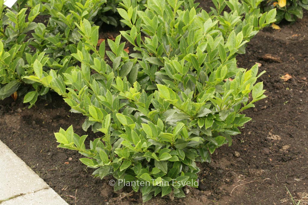 Prunus laurocerasus ‚Piranha‘