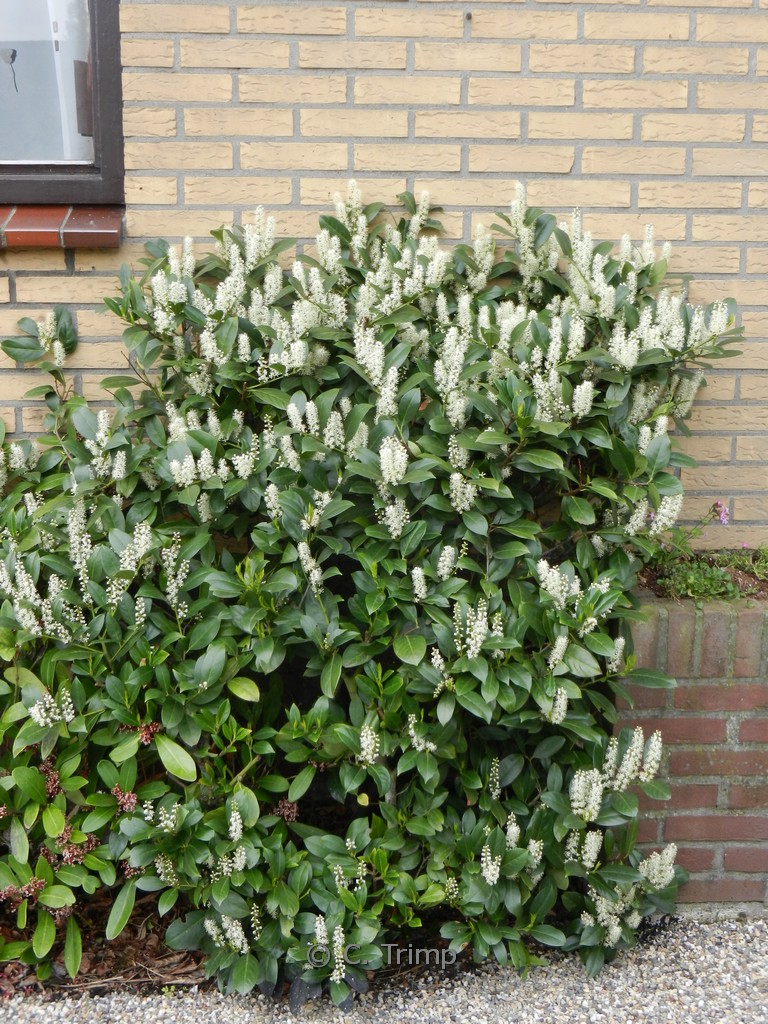 Prunus laurocerasus ‚Van Nes‘