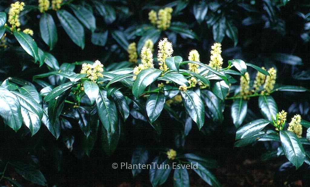 Prunus laurocerasus ‚Zabeliana‘
