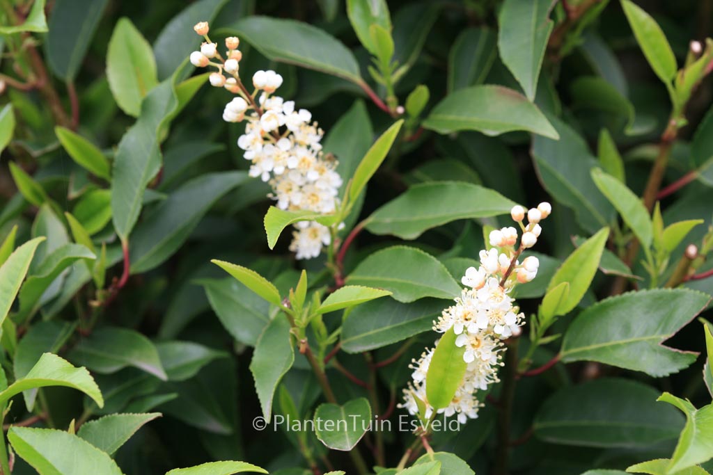 Prunus lusitanica ‚Angustifolia‘