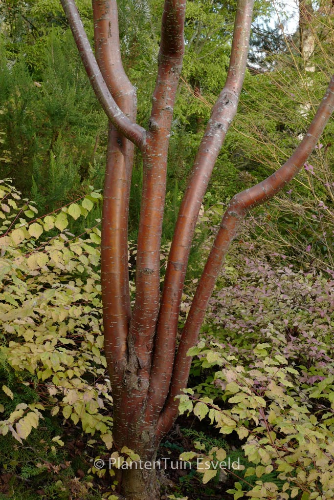 Prunus maackii ‚Amber Beauty‘