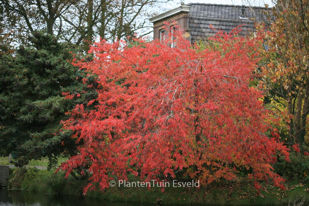 Prunus nipponica ‚Felice‘