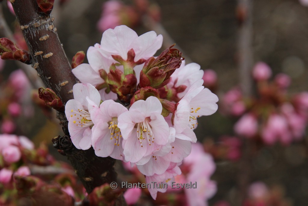 Prunus nipponica ‚New Spring‘