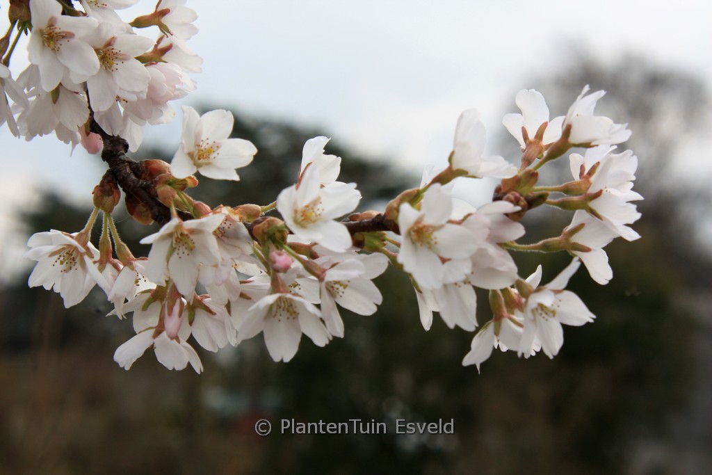 Prunus nipponica