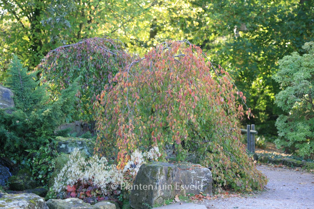 Prunus pendula ‚Pendula Rubra‘