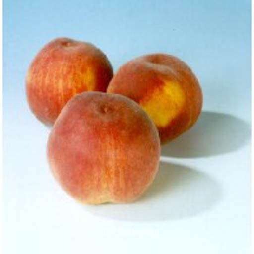 Prunus persica ‚Champion‘