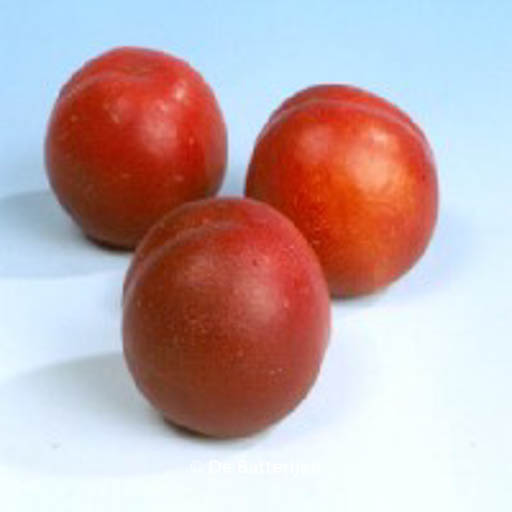 Prunus persica ‚Mme. Blanchet‘