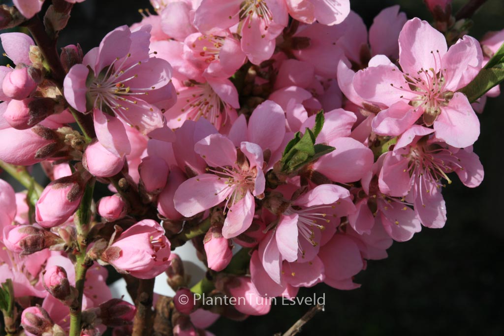 Prunus persica nucipersica