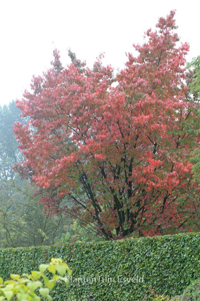 Prunus sargentii ‚Rancho‘