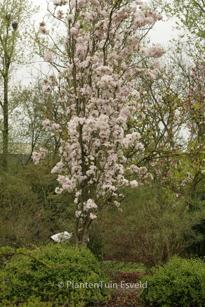 Prunus serrulata ‚Amanogawa‘