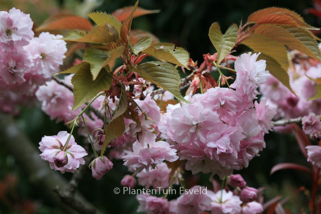 Prunus serrulata ‚Fugenzo‘ (syn. ‚Shirofugen‘)