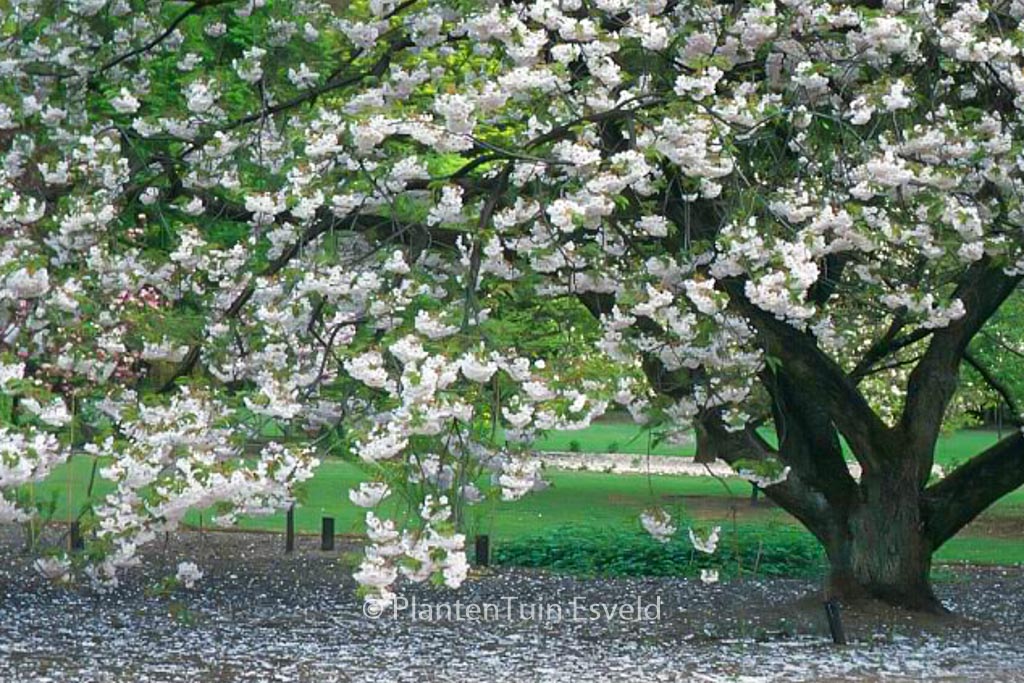 Prunus serrulata ‚Ichiyo‘