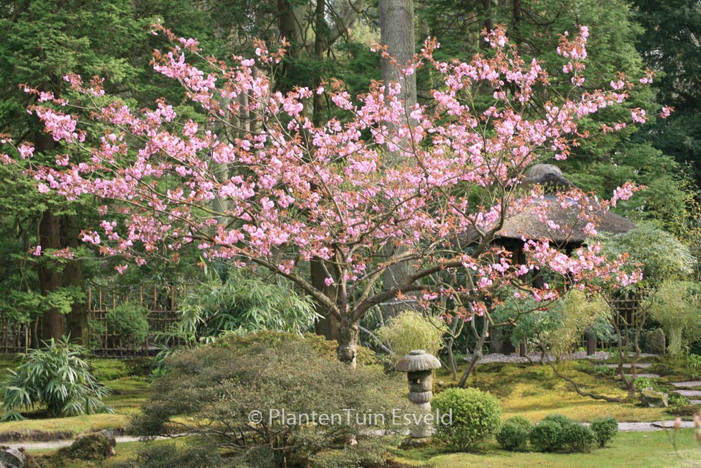 Prunus serrulata ‚Kanzan‘