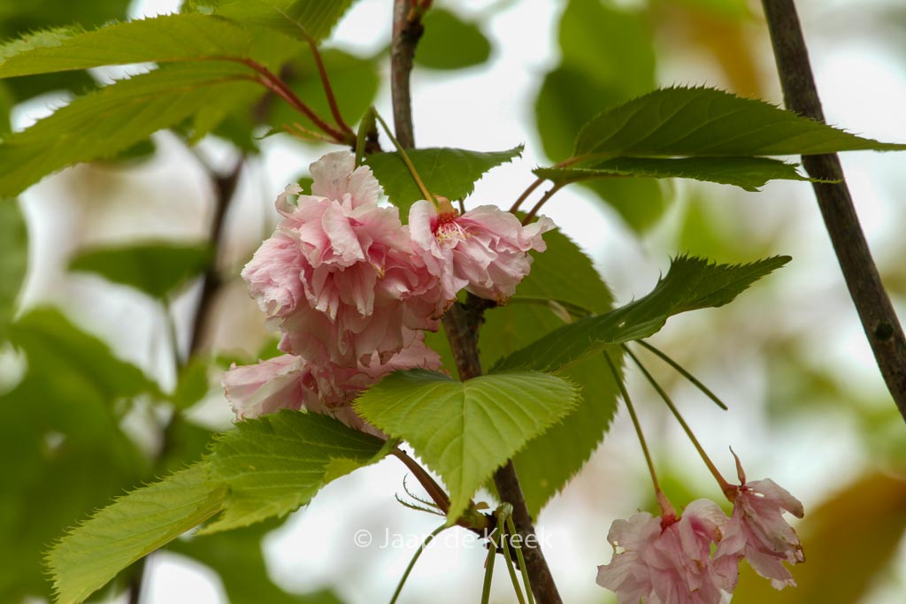 Prunus serrulata ‚Pink Perfection‘