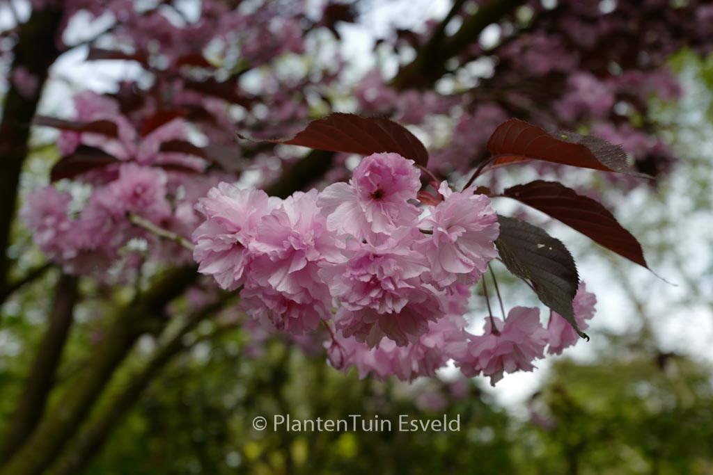 Prunus serrulata ‚Royal Burgundy‘