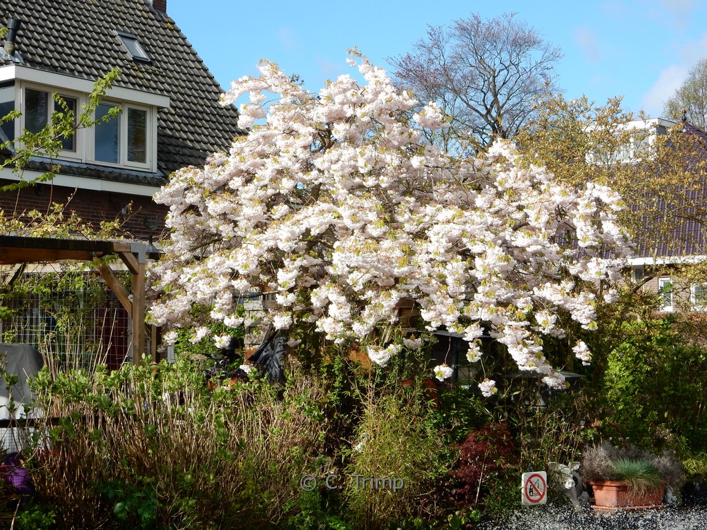 Prunus serrulata ‚Shirotae‘