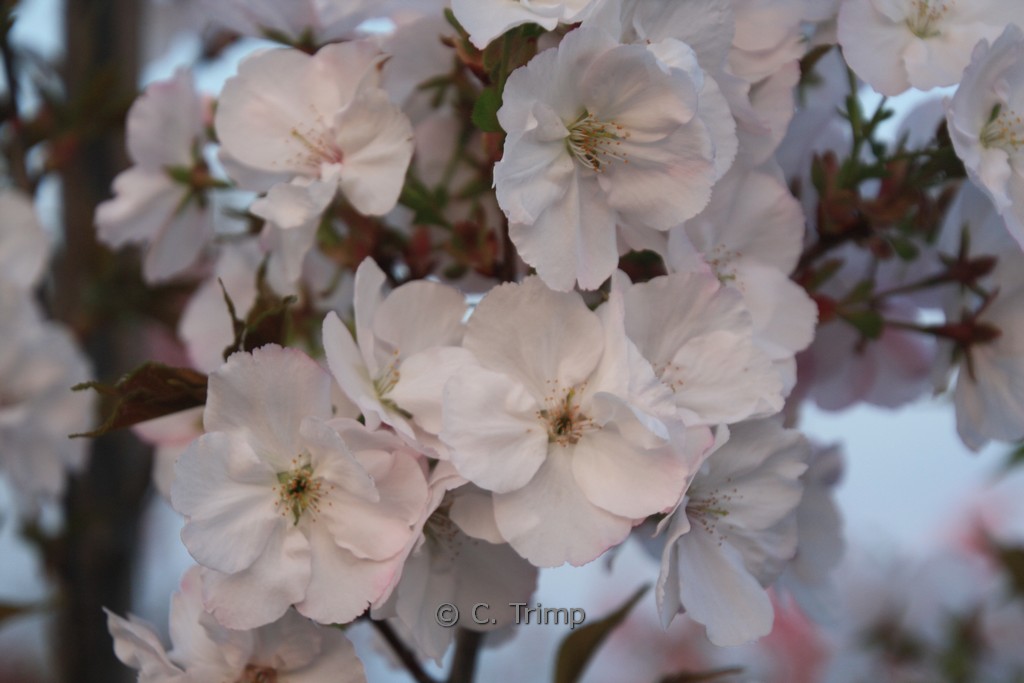 Prunus serrulata ‚Sunset Boulevard‘